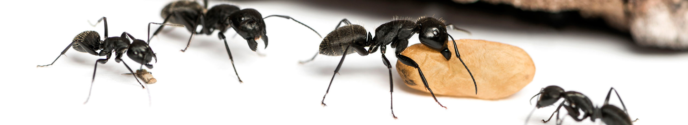 уничтожение муравьёв